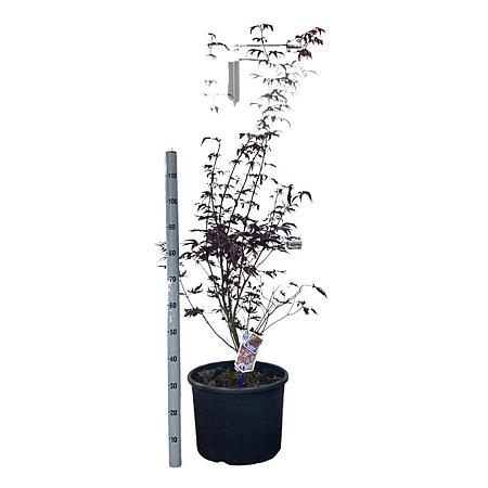 Acer pal. 'Bloodgood' Pot 35 liter 80 - 90 cm
