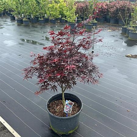 Acer pal. 'Bloodgood' Pot 35 liter 80 - 90 cm