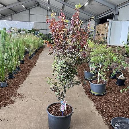 Acer pal. 'Bloodgood' Pot 35 liter 80 - 90 cm