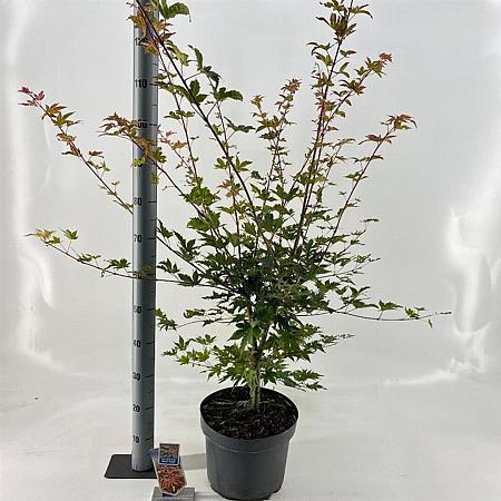 Acer pal. Brown Sugar Pot 10 liter 80 - 100 cm