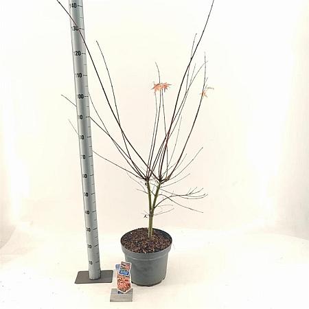 Acer pal. Brown Sugar Pot 10 liter 80 - 100 cm