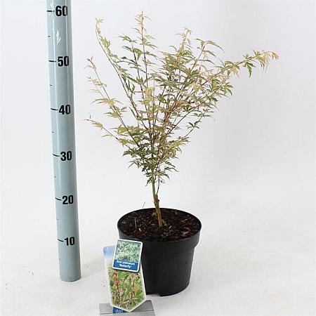 Acer pal. 'Butterfly' Pot 3 Liter 50 - 60 cm