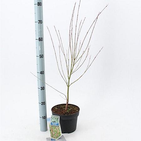 Acer pal. 'Butterfly' Pot 3 Liter 50 - 60 cm