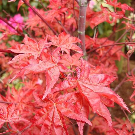 Acer pal. 'Corallinum' Pot 5 Liter 80 - 100 cm
