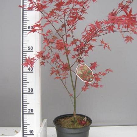 Acer pal. 'Deshojo' Pot 3 Liter 40 - 50 cm