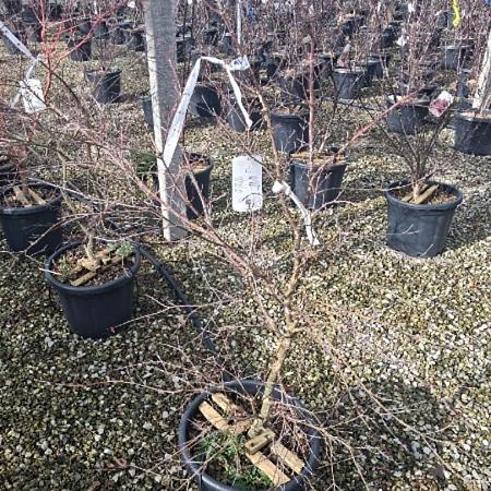 Acer pal. 'Deshojo' Pot 20 Liter 100 - 125 cm