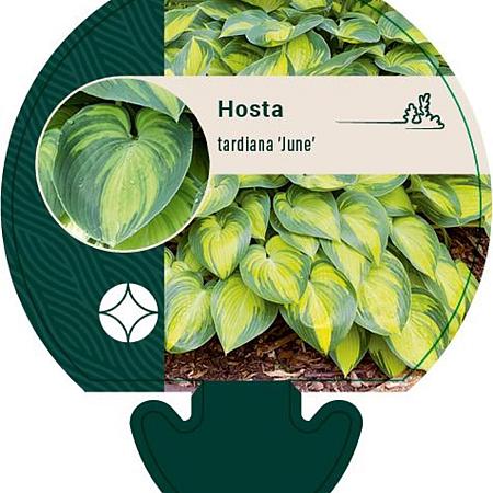 Hosta tardiana 'June' Pot 9 cm