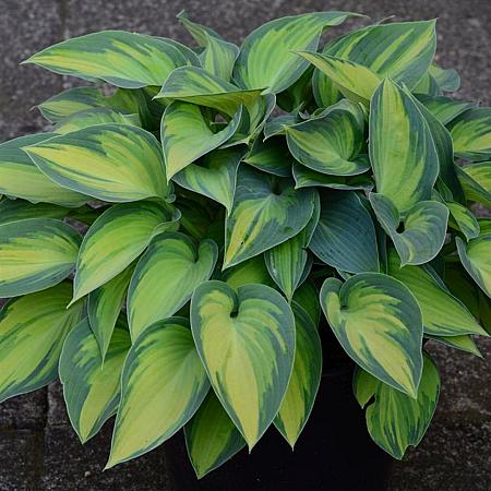 Hosta tardiana 'June' Pot 9 cm