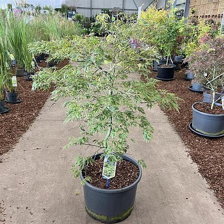 Acer pal. 'Dissectum' C35 50 - 60 cm Bolvorm