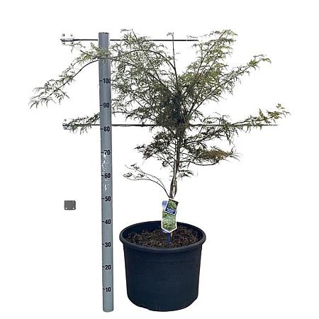 Acer pal. 'Dissectum' C35 50 - 60 cm Bolvorm