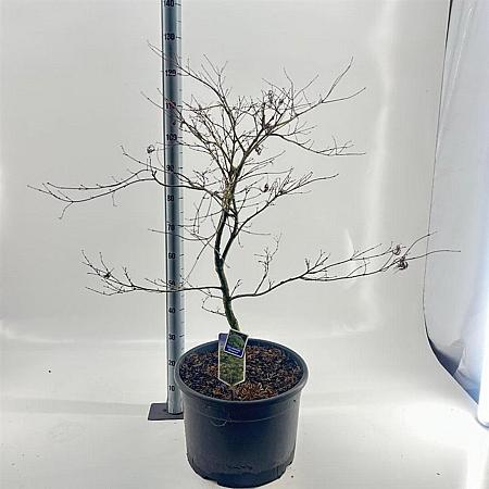Acer pal. 'Dissectum' C35 50 - 60 cm Bolvorm