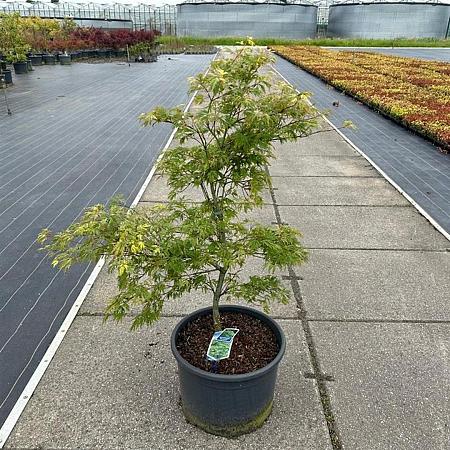 Acer pal. 'Dissectum' C35 50 - 60 cm Bolvorm