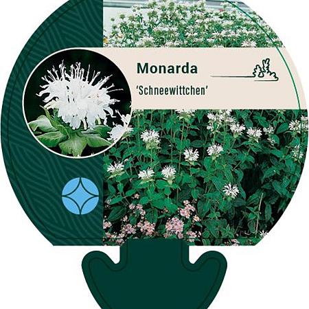 Monarda 'Schneewittchen' Pot 9 cm