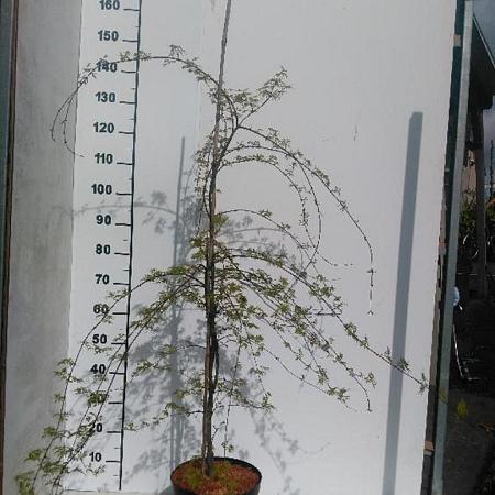 Acer pal. 'Emerald Lace' Pot 7,5 Liter 100 - 125 cm