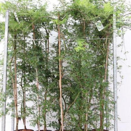 Acer pal. 'Emerald Lace' Pot 10 liter 125 - 150 cm