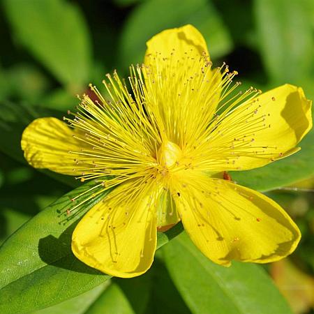 Hypericum polyphyllum grandiflorum Pot 9 cm
