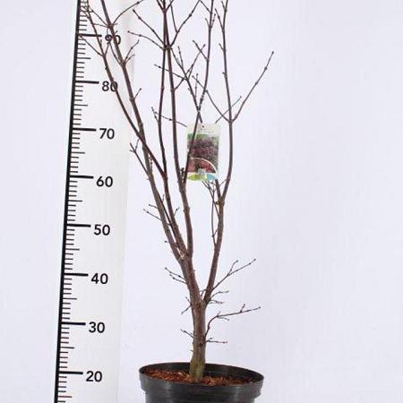 Acer pal. 'Fireglow' Pot 5 Liter 60 - 80 cm