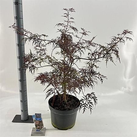 Acer pal. 'Garnet' Pot 10 liter 50 - 60 cm