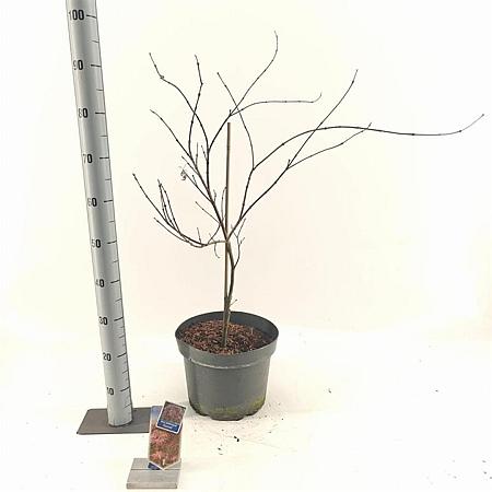 Acer pal. 'Garnet' Pot 10 liter 50 - 60 cm