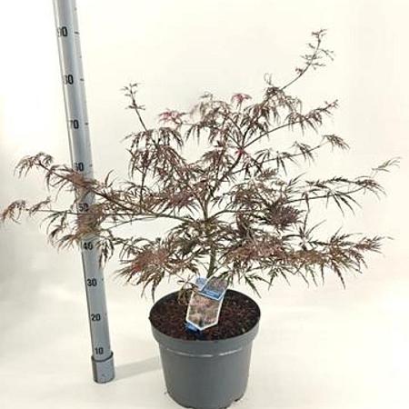 Acer pal. 'Garnet' Pot 10 liter 50 - 60 cm