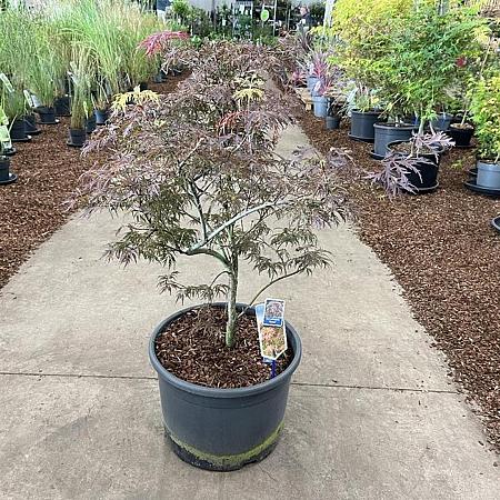Acer pal. 'Garnet' Pot 35 Liter 80 - 100 cm Bonsai