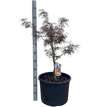 Acer pal. 'Garnet' Pot 35 Liter 80 - 100 cm Bonsai