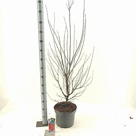 Acer pal. 'Jerre Schwartz' Pot 10 liter 70 - 80 cm