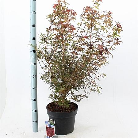 Acer pal. 'Jerre Schwartz' Pot 10 liter 70 - 80 cm