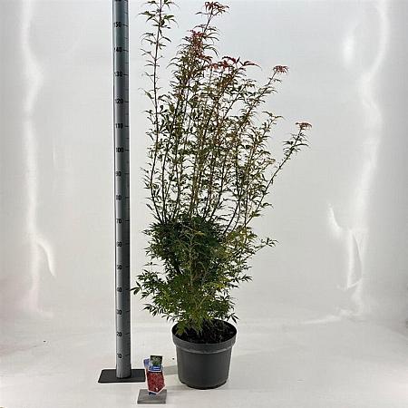 Acer pal. 'Jerre Schwartz' Pot 10 liter 70 - 80 cm