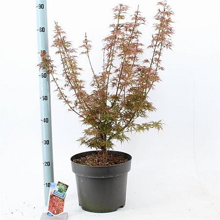 Acer pal. 'Jerre Schwartz' Pot 10 liter 70 - 80 cm