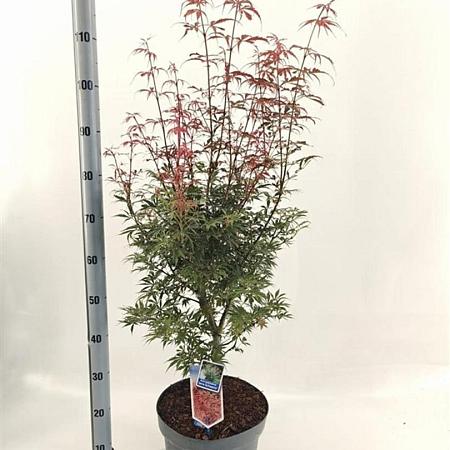 Acer pal. 'Jerre Schwartz' Pot 10 liter 70 - 80 cm