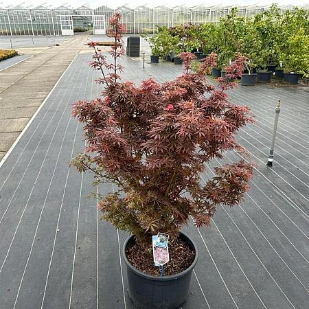 Acer pal. 'Jerre Schwartz' Pot 35 liter 80 - 90 cm