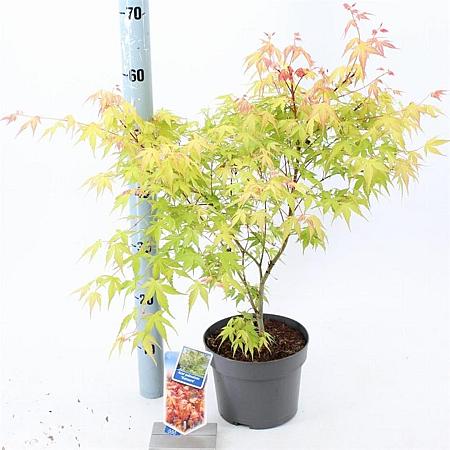 Acer pal. 'Katsura' Pot 3 Liter 40 - 50 cm