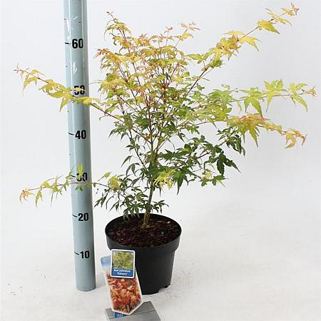 Acer pal. 'Katsura' Pot 3 Liter 40 - 50 cm