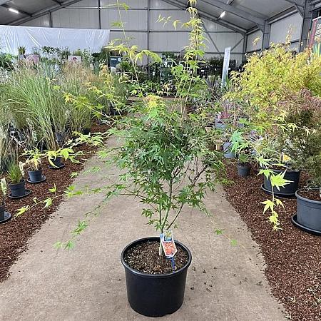 Acer pal. 'Katsura' Pot 35 Liter 125 - 150 cm