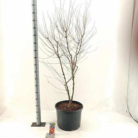 Acer pal. 'Katsura' Pot 35 Liter 125 - 150 cm