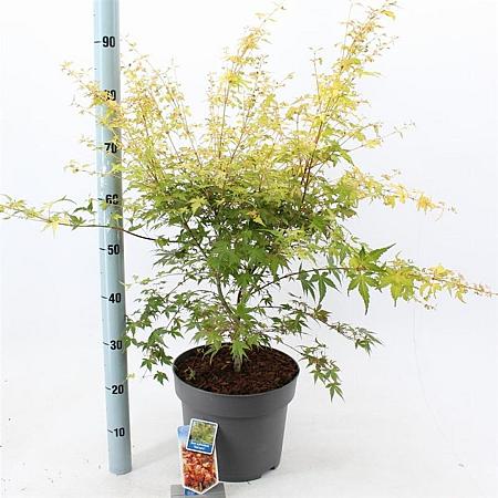 Acer pal. 'Katsura' Pot 10 liter 60 - 70 cm