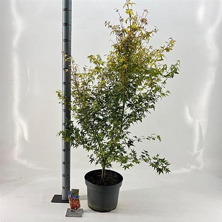 Acer pal. 'Katsura' Pot 10 liter 60 - 70 cm