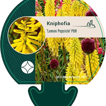 Kniphofia 'Lemon Popsicle' Pot 9 cm