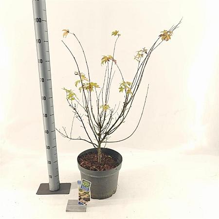 Acer pal. 'Orange Dream' Pot 10 liter 80 - 100 cm