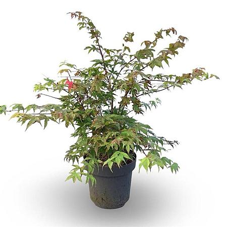 Acer pal. 'Osakazuki' Pot 4 Liter 40 - 60 cm
