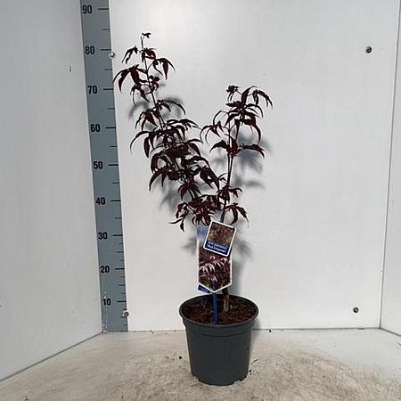 Acer pal. 'Red Emperor' Pot 3 Liter 60 - 80 cm