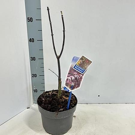 Acer pal. 'Red Emperor' Pot 3 Liter 60 - 80 cm