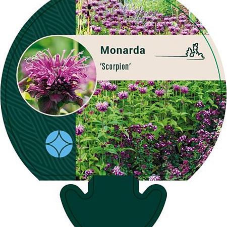 Monarda 'Scorpion' Pot 9 cm