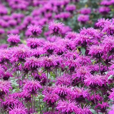 Monarda 'Scorpion' Pot 9 cm