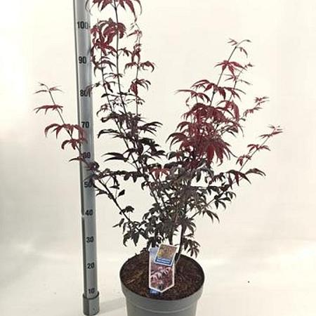 Acer pal. 'Red Emperor' Pot 10 liter 80 - 100 cm