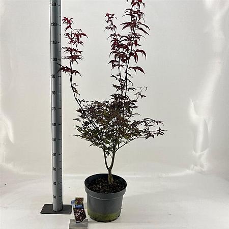 Acer pal. 'Red Emperor' Pot 10 liter 80 - 100 cm