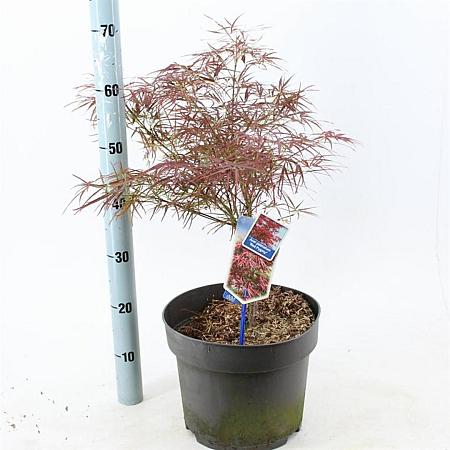 Acer pal. 'Red Pygmy' Pot 10 liter 70 - 80 cm