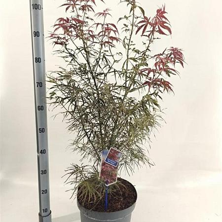 Acer pal. 'Red Pygmy' Pot 10 liter 70 - 80 cm