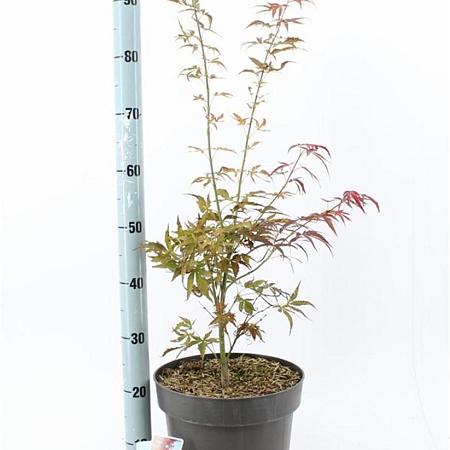 Acer pal. 'Red Pygmy' Pot 10 liter 70 - 80 cm